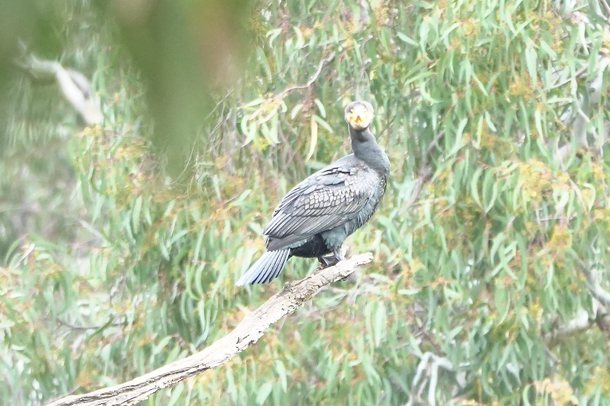Australasian Darter - ML641278303