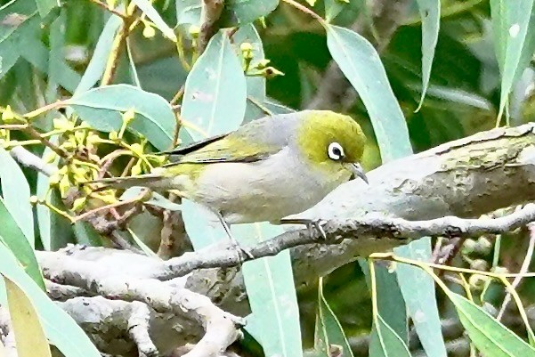 Silvereye - ML641278308