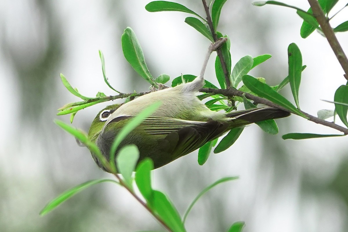 Silvereye - ML641278310