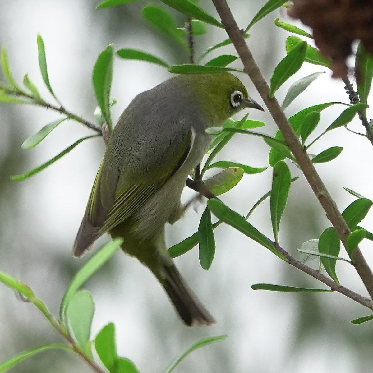 Silvereye - ML641278311