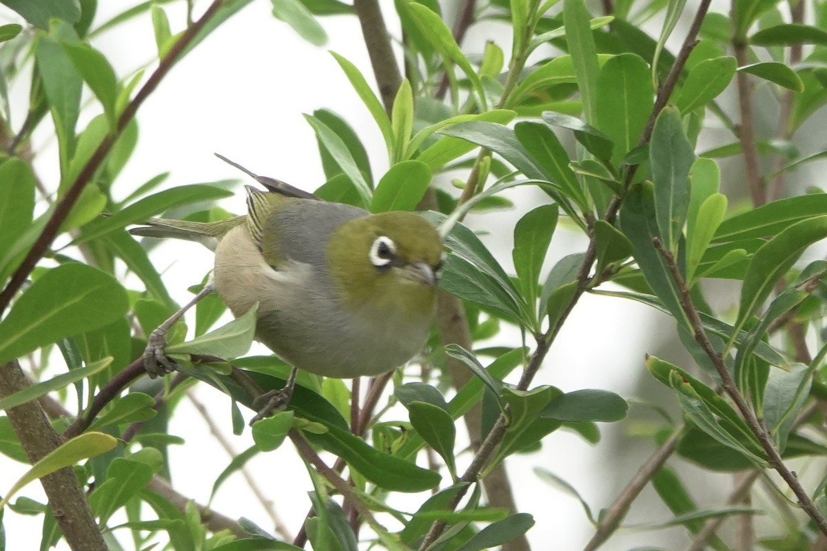 Silvereye - ML641278312