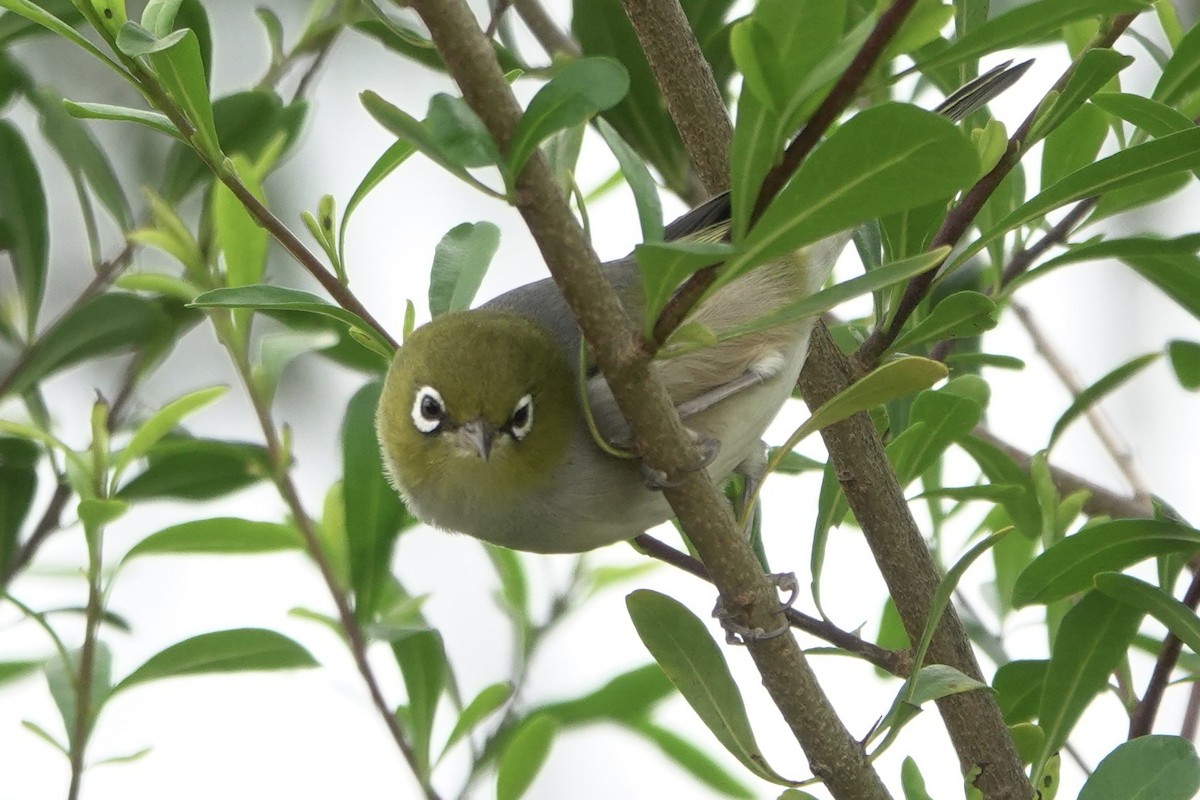 Silvereye - ML641278313