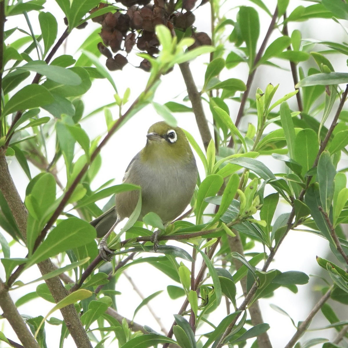 Silvereye - ML641278314