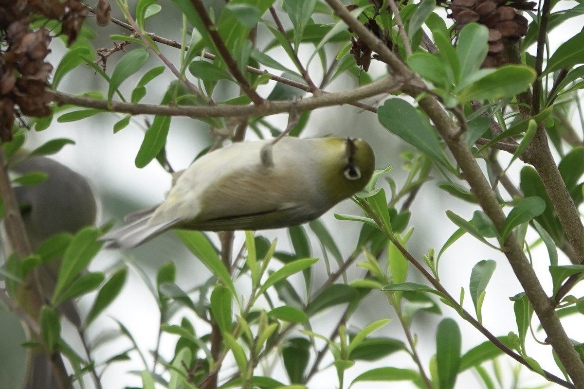 Silvereye - ML641278315