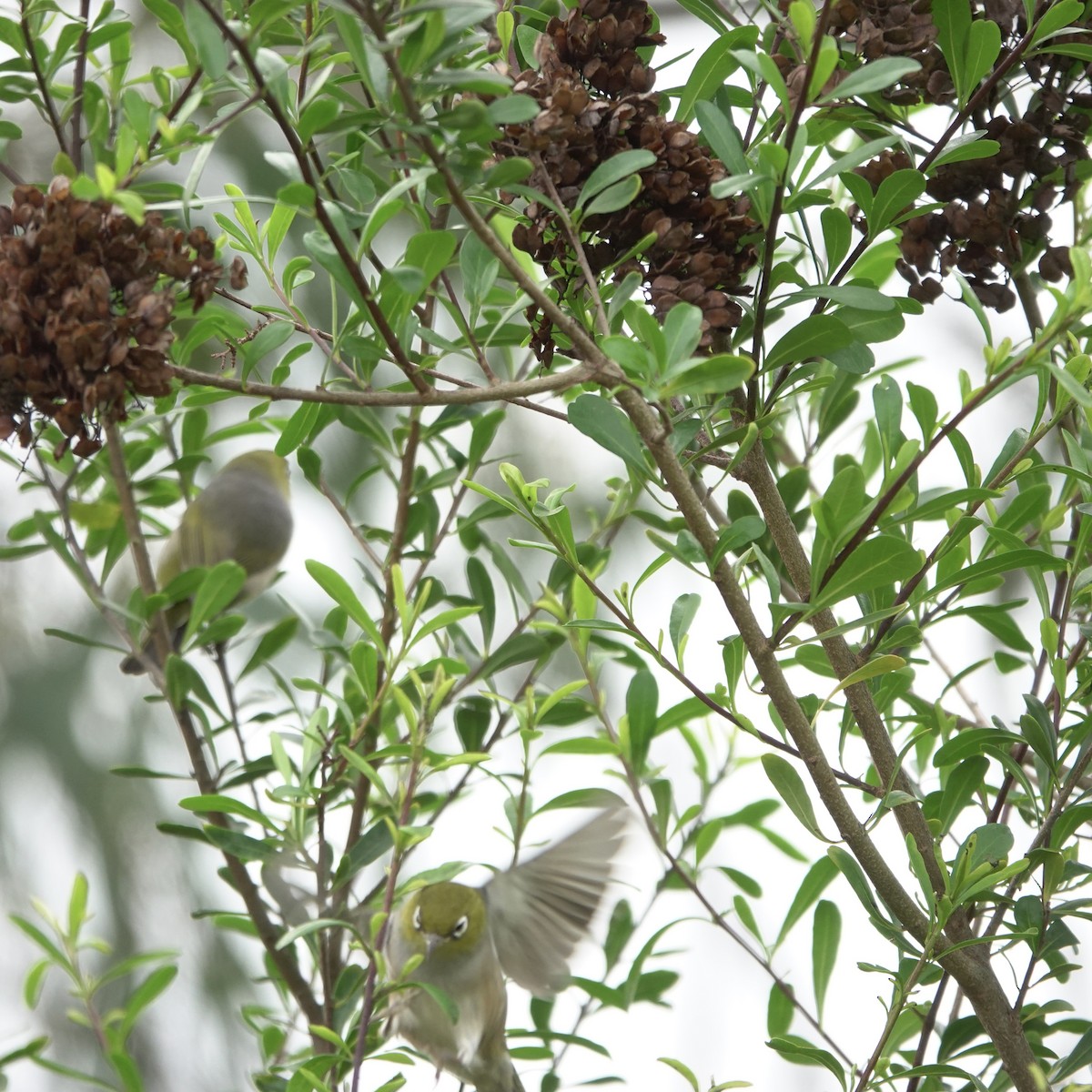 Silvereye - ML641278316