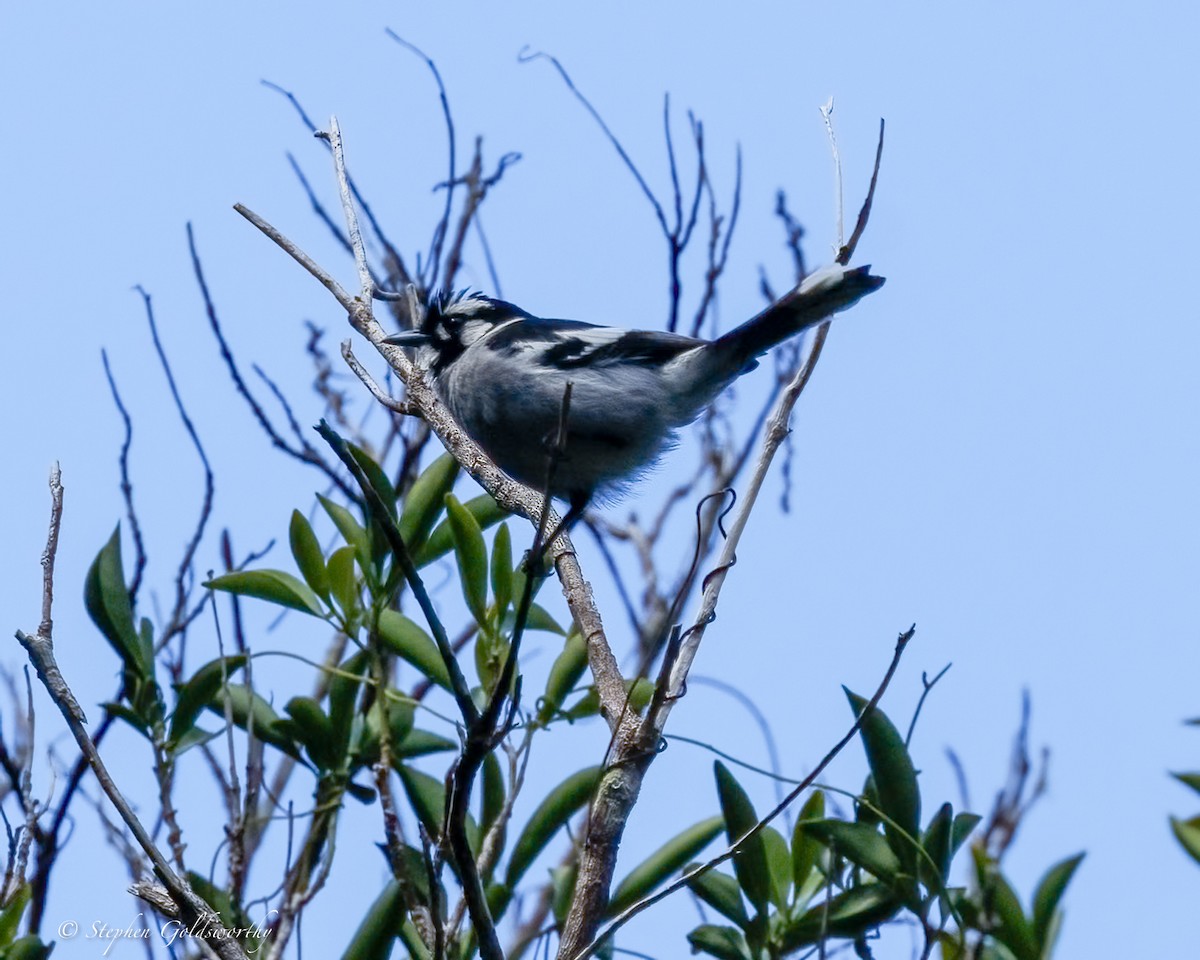 White-eared Monarch - ML641278340