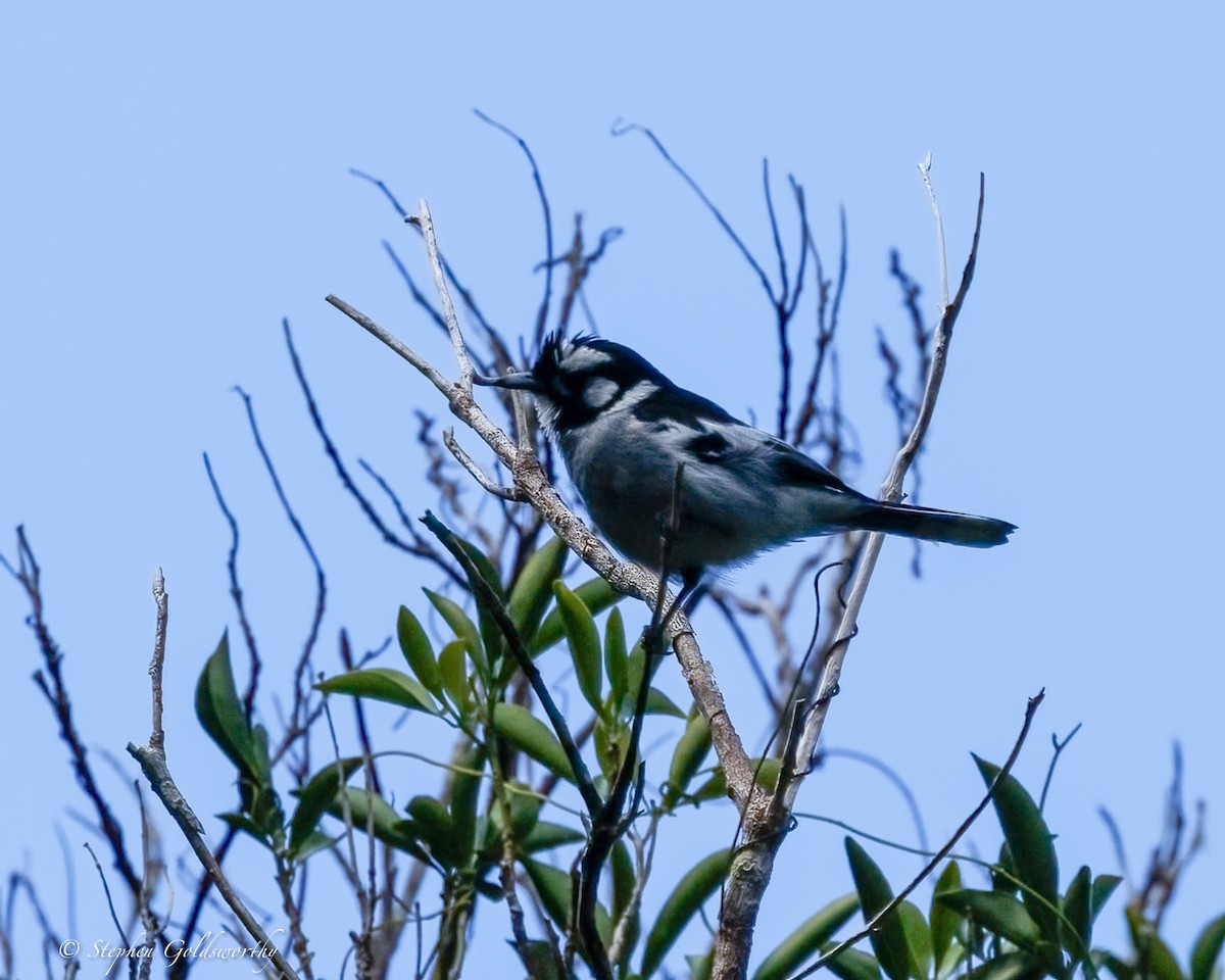 White-eared Monarch - ML641278341