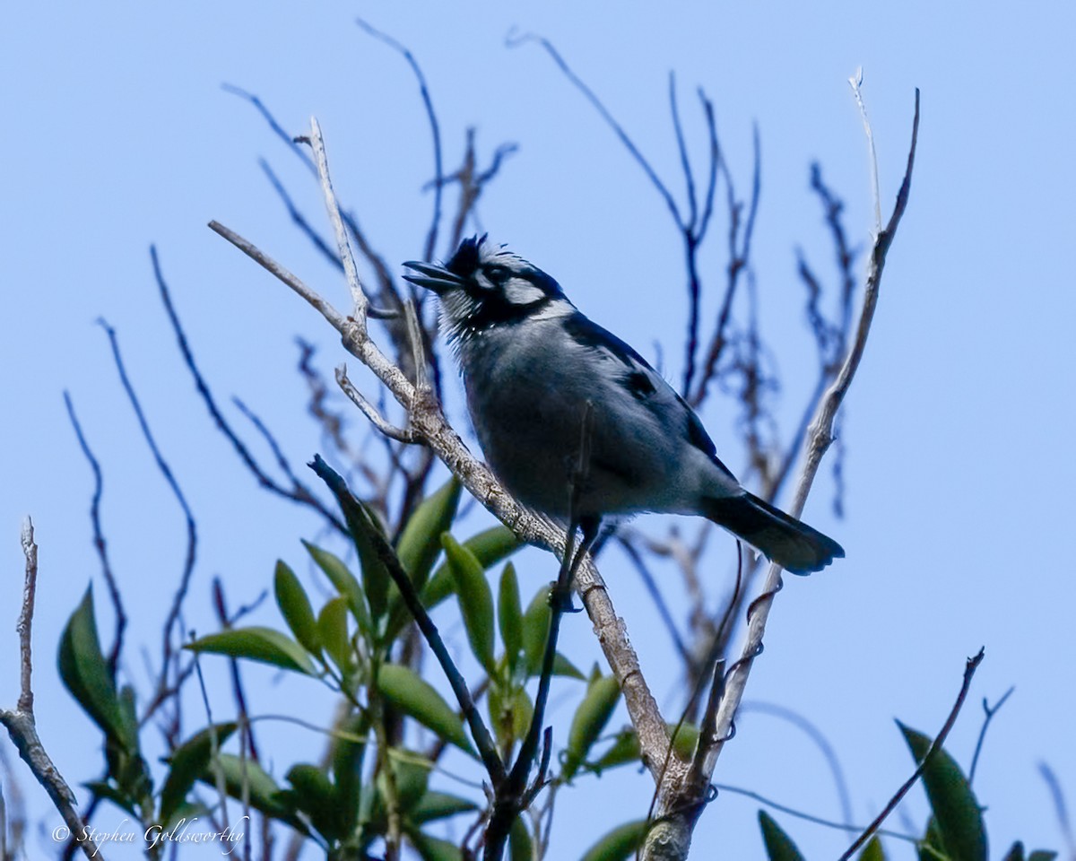 White-eared Monarch - ML641278342