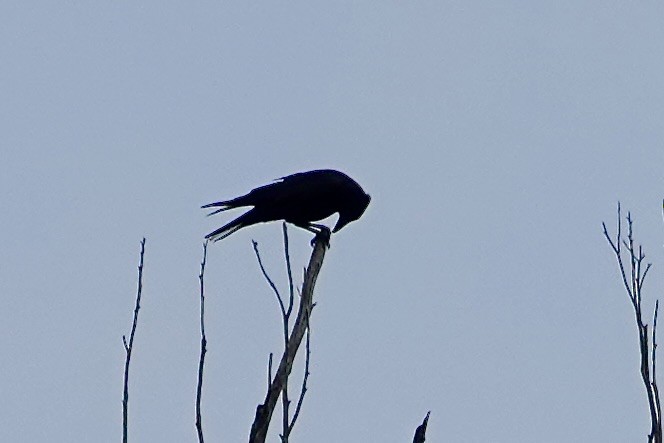 Little Raven - ML641278344