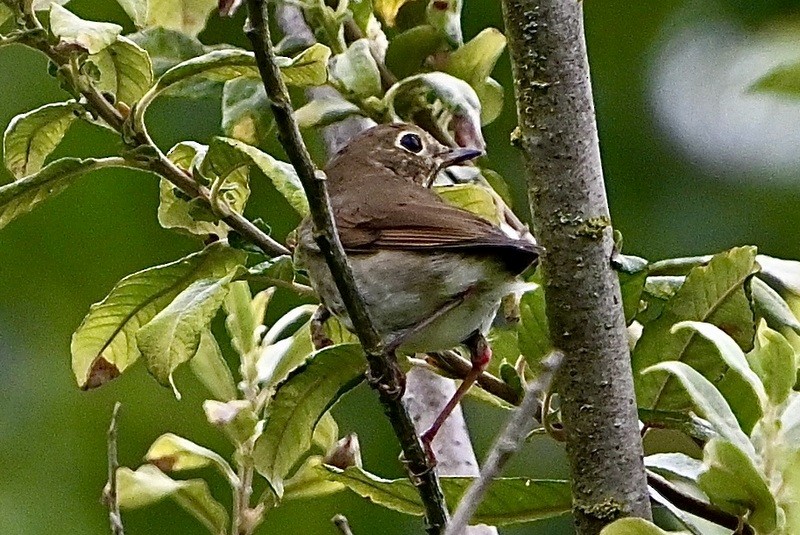 Swainson's Thrush - ML641278378
