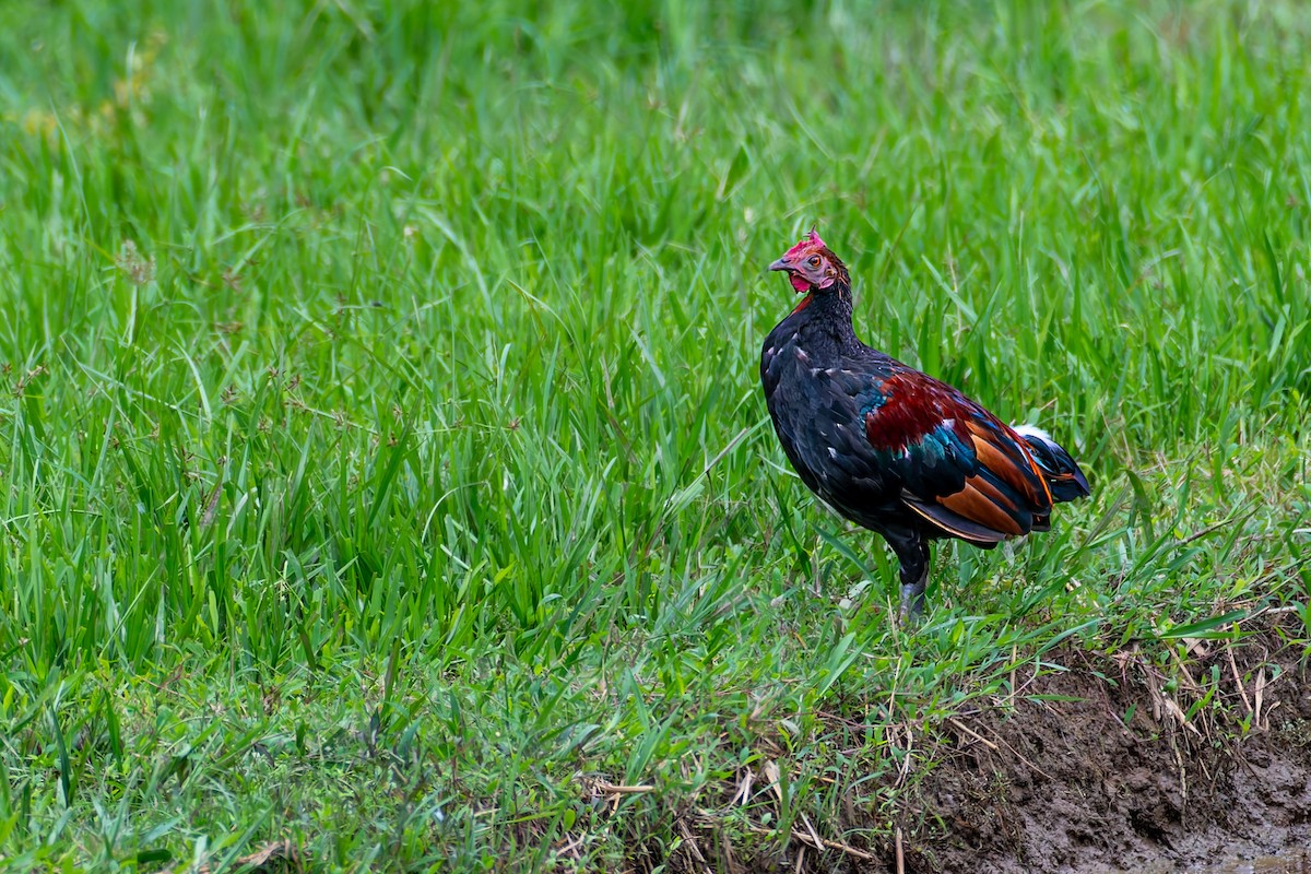 Red Junglefowl - ML641278380