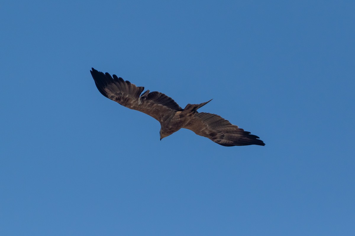 Tawny Eagle - ML641278420