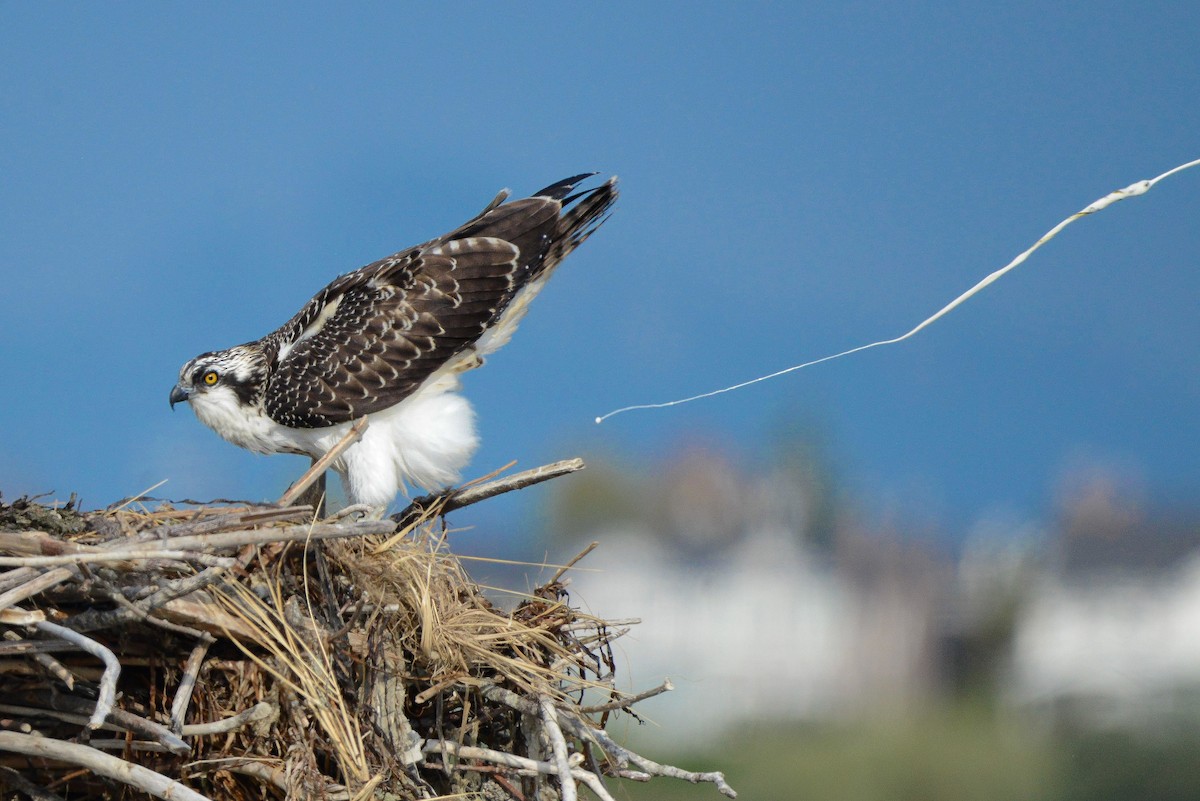 Скопа західна (підвид carolinensis) - ML641278439