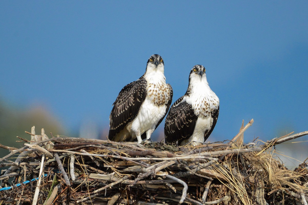 Скопа західна (підвид carolinensis) - ML641278440