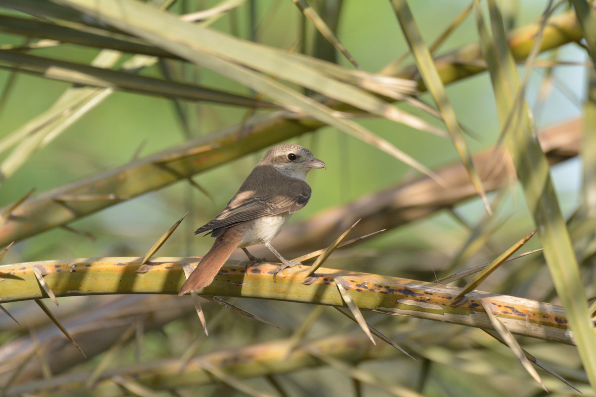 Red-tailed Shrike - ML641278448