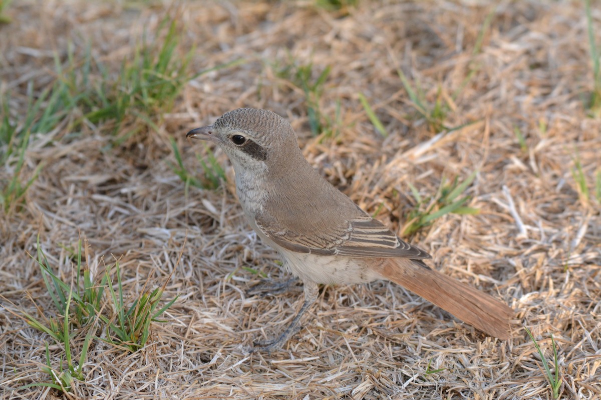 Red-tailed Shrike - ML641278449