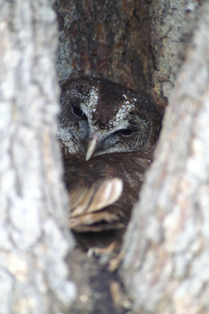 African Wood-Owl - ML641278456