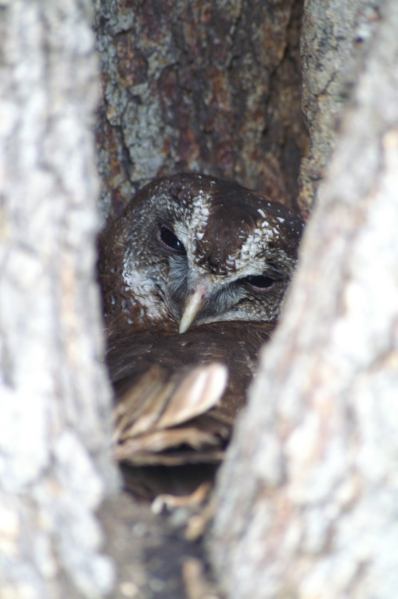 African Wood-Owl - ML641278458