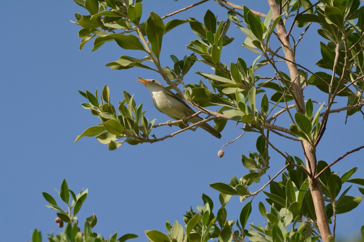 Eastern Olivaceous Warbler - ML641278477