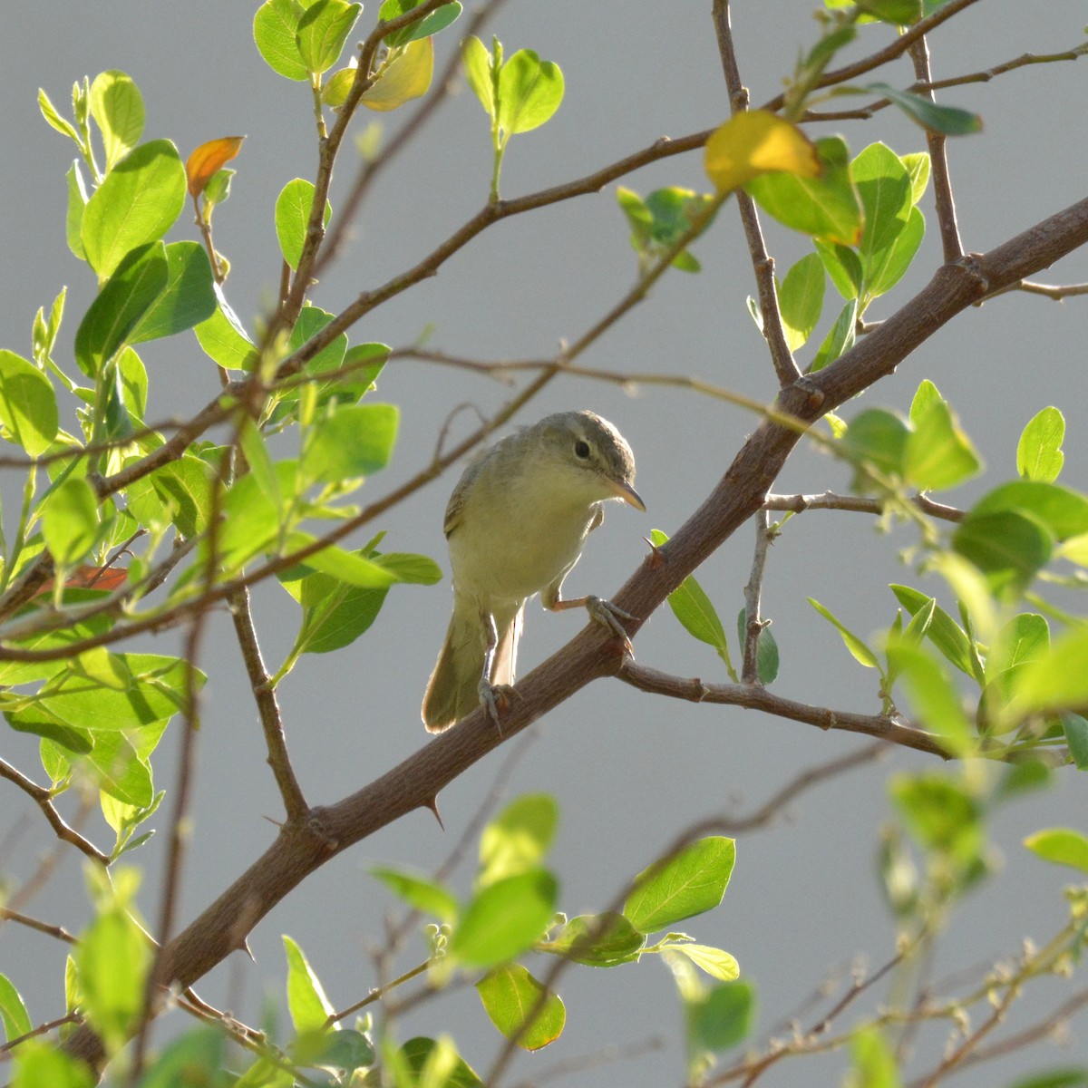 Eastern Olivaceous Warbler - ML641278495