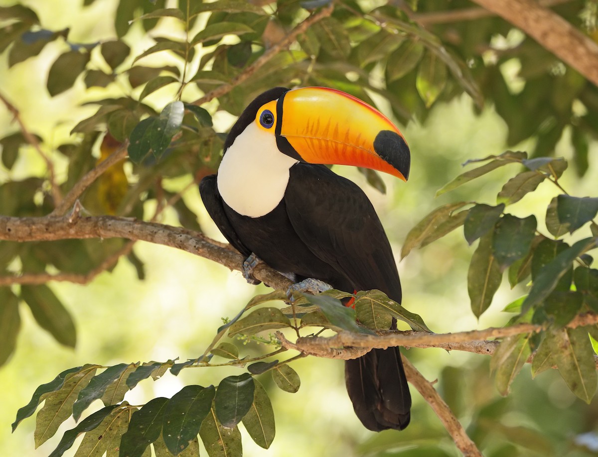 Toco Toucan - ML641278496