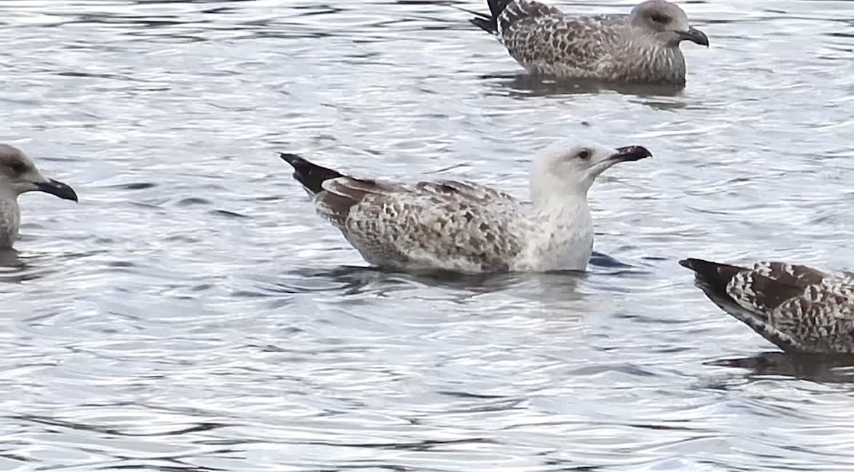 Yellow-legged Gull - ML641278506