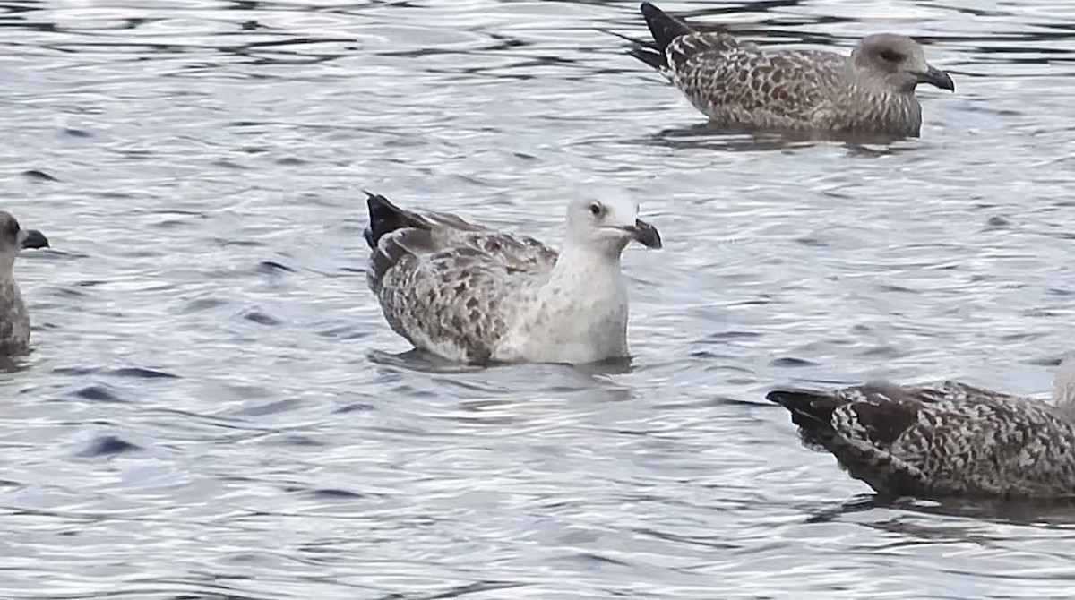 Yellow-legged Gull - ML641278507