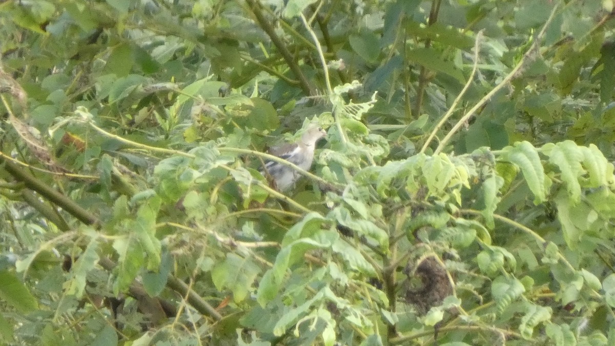 Chestnut-cheeked Starling - ML641278523
