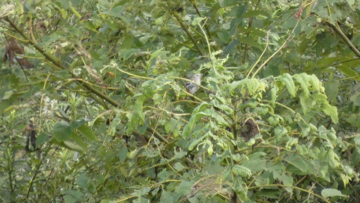Chestnut-cheeked Starling - ML641278524