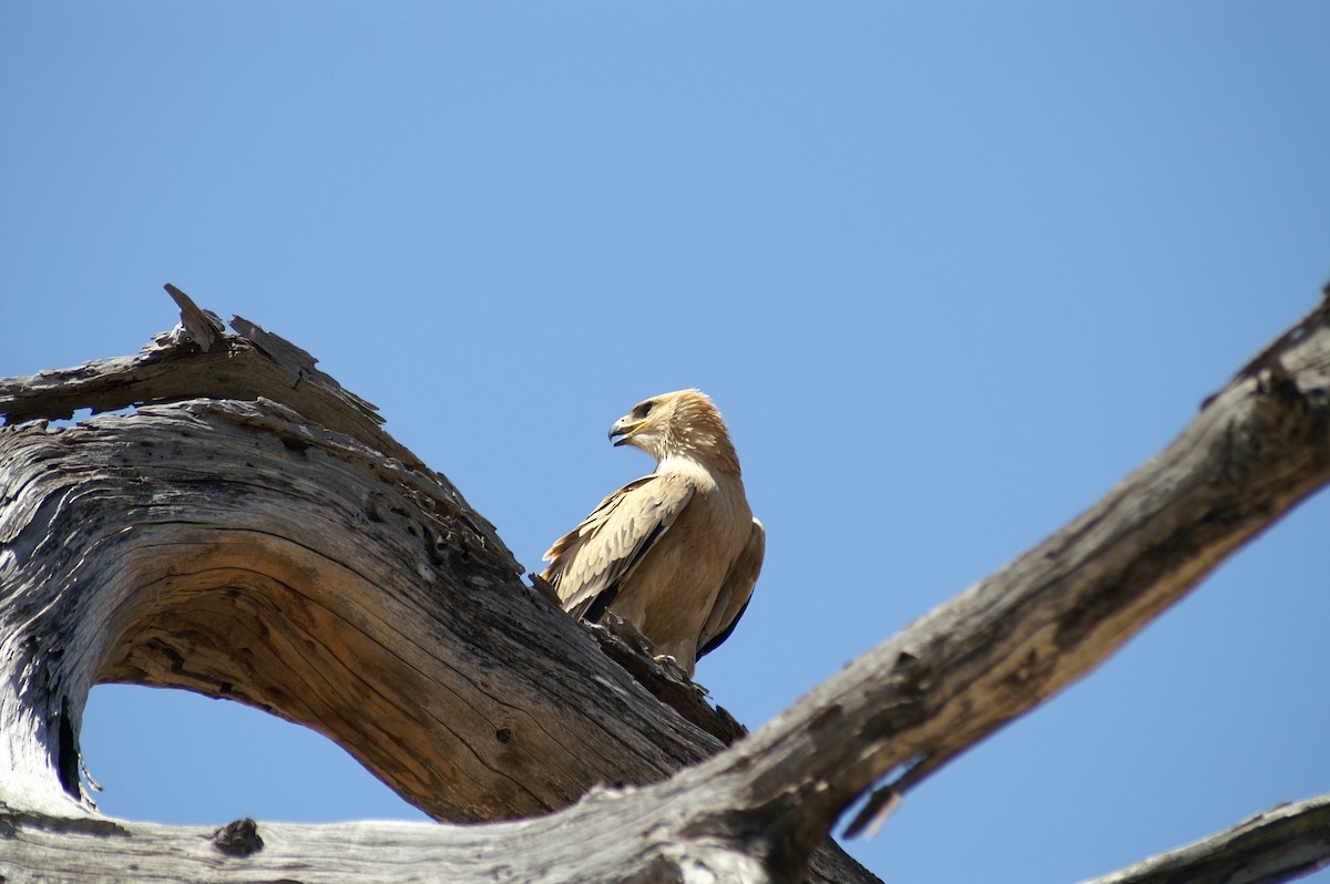 Tawny Eagle - ML641278535