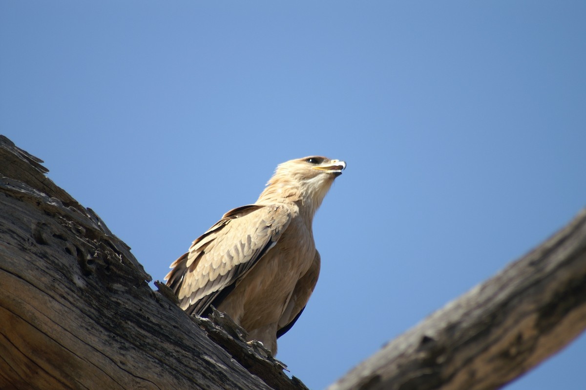 Tawny Eagle - ML641278536