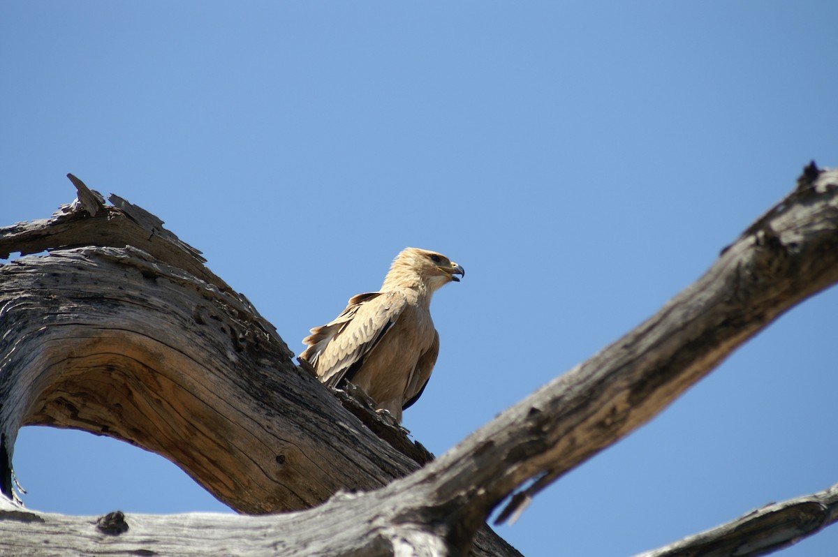 Tawny Eagle - ML641278537