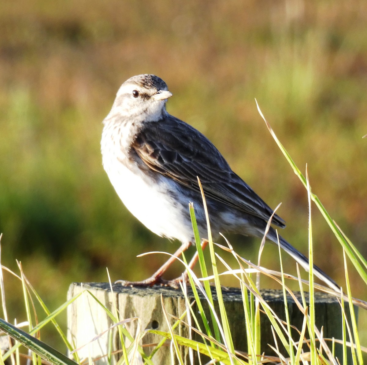 New Zealand Pipit - ML641278556