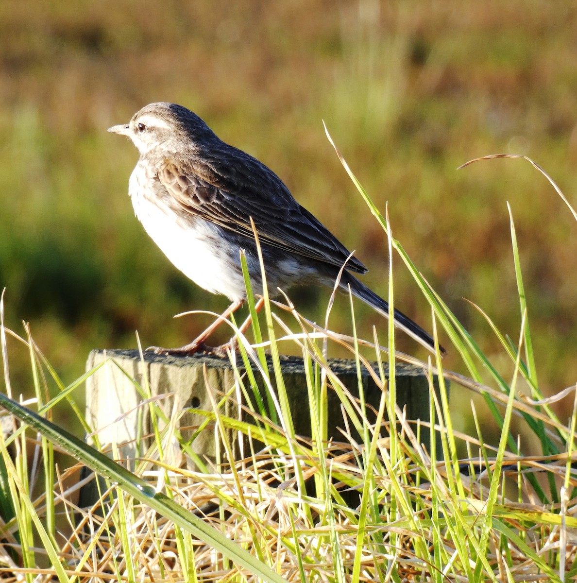 New Zealand Pipit - ML641278557