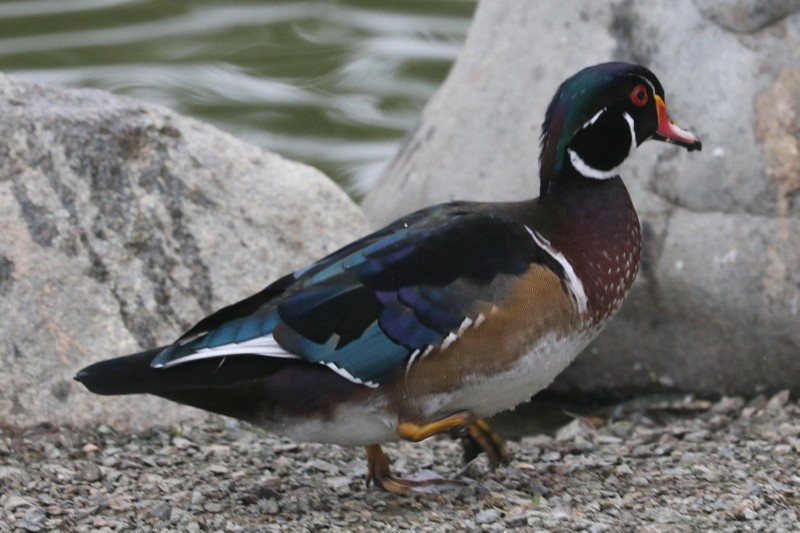 Wood Duck - ML641278563