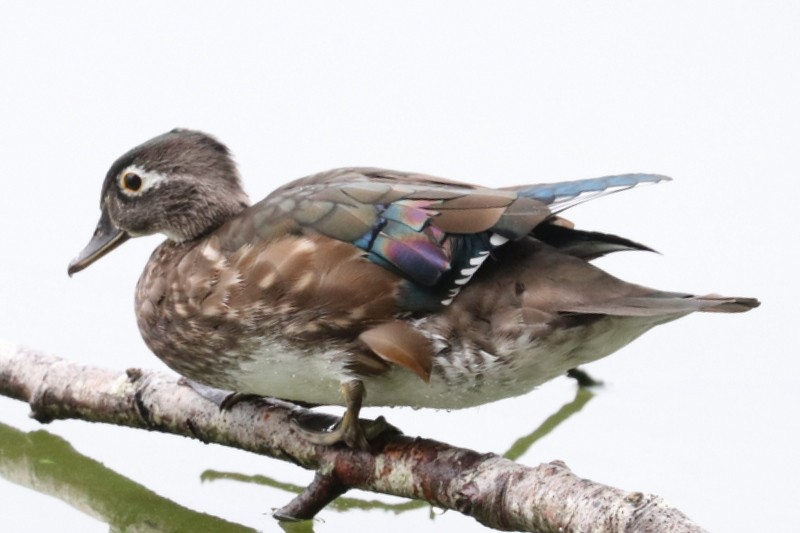 Wood Duck - ML641278564
