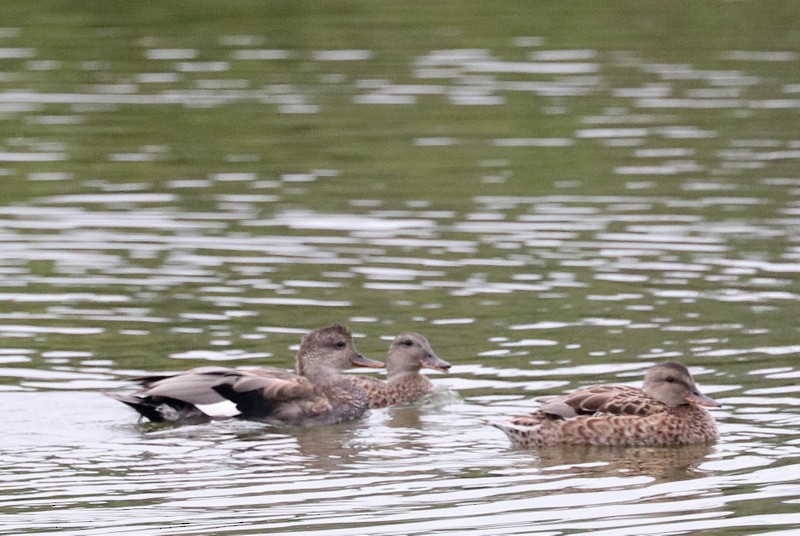 Gadwall - ML641278567