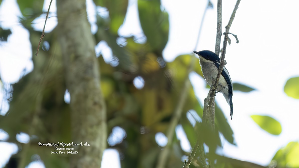 Bar-winged Flycatcher-shrike - ML641278576