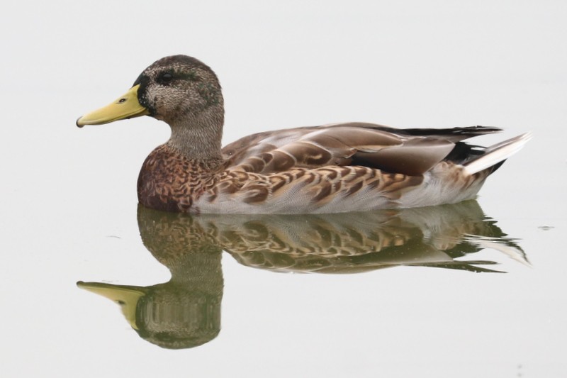Mallard - ML641278577