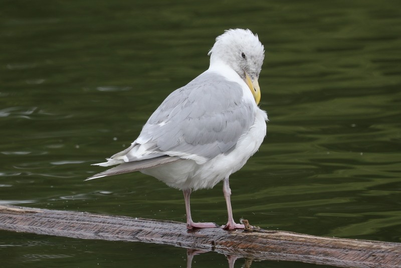 Glaucous-winged Gull - ML641278590