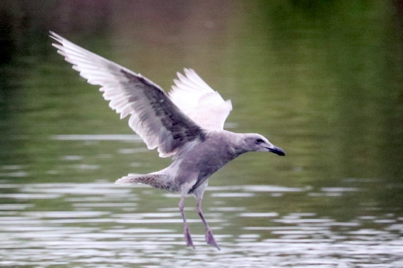 Glaucous-winged Gull - ML641278592