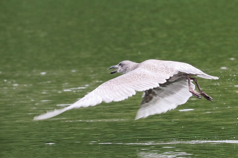 Glaucous-winged Gull - ML641278598