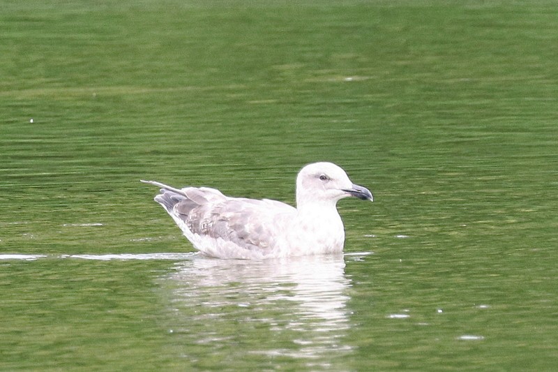 Glaucous-winged Gull - ML641278599