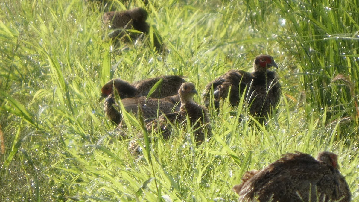 Green Pheasant - ML641278601