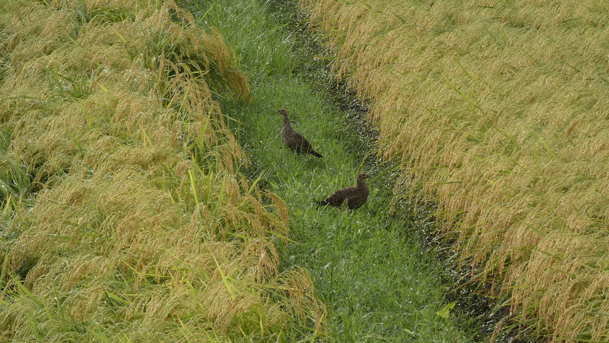 Green Pheasant - ML641278602