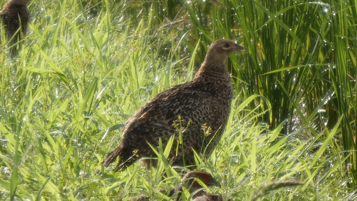 Green Pheasant - ML641278603