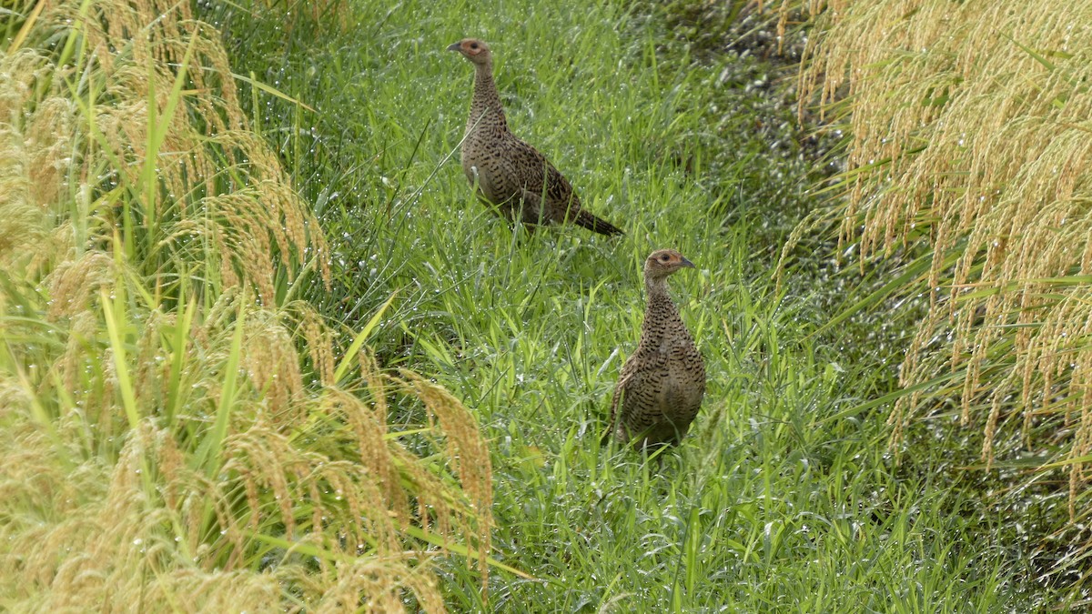 Green Pheasant - ML641278607
