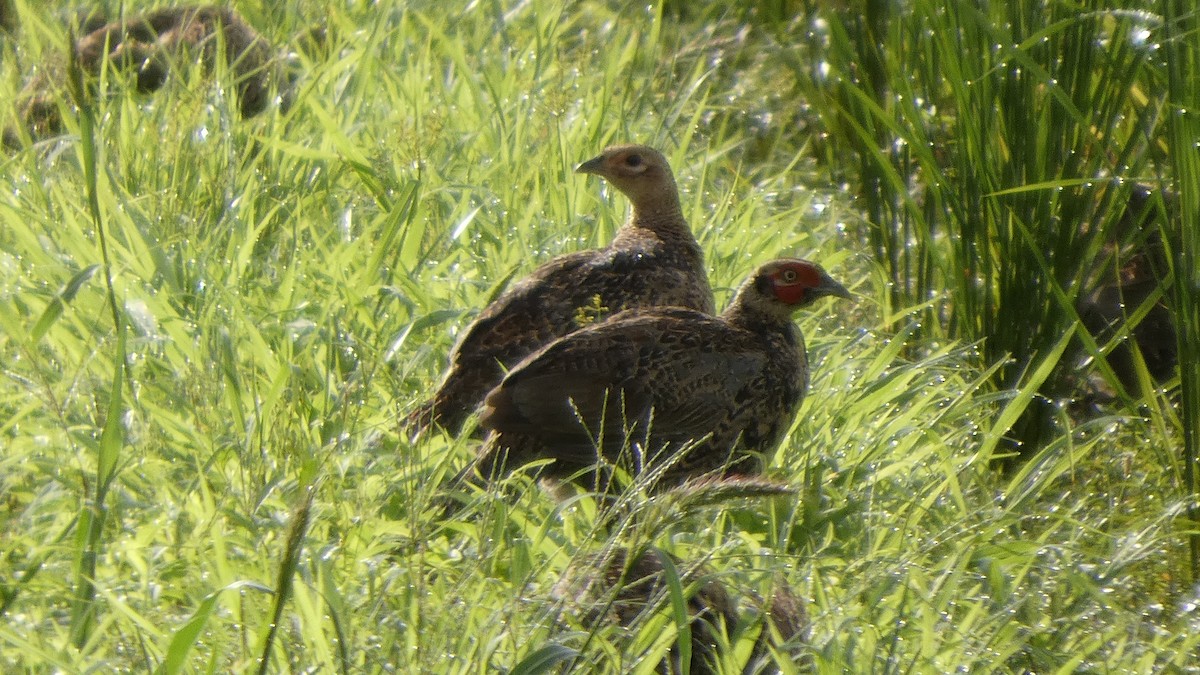 Green Pheasant - ML641278609