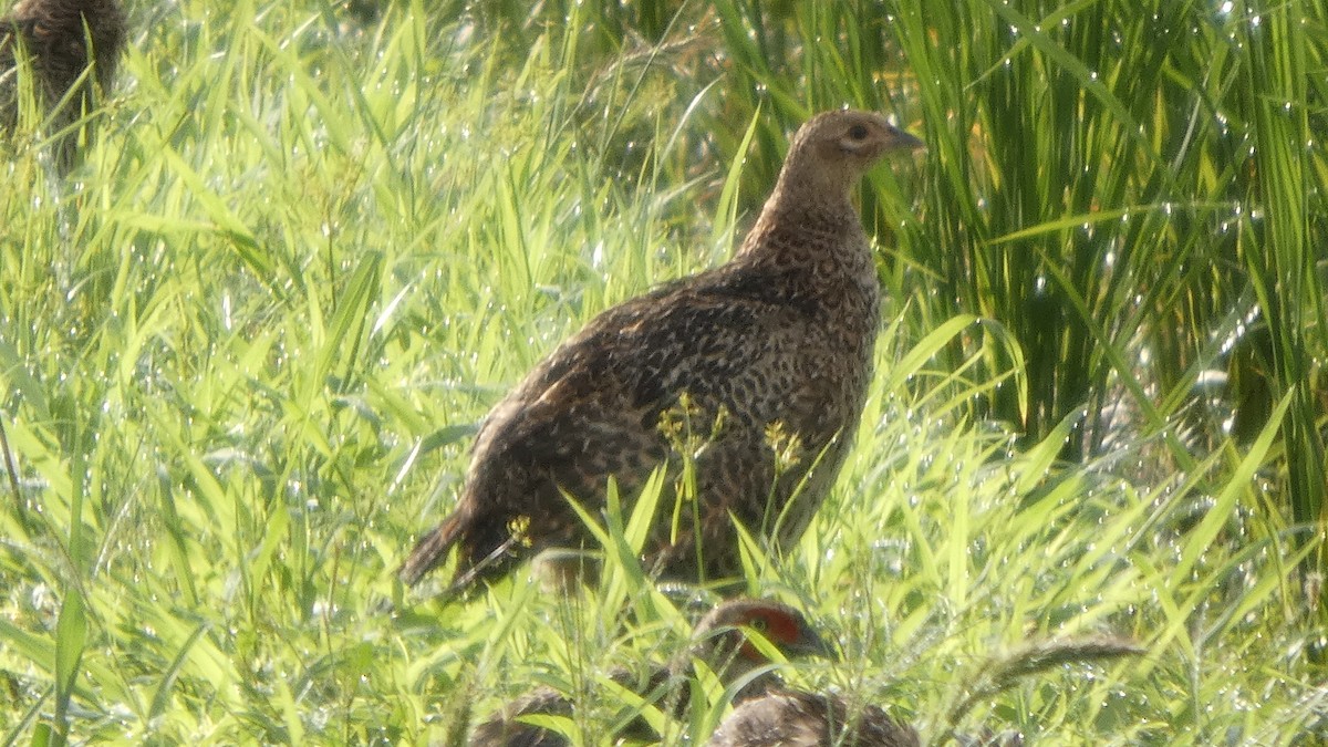 Green Pheasant - ML641278611