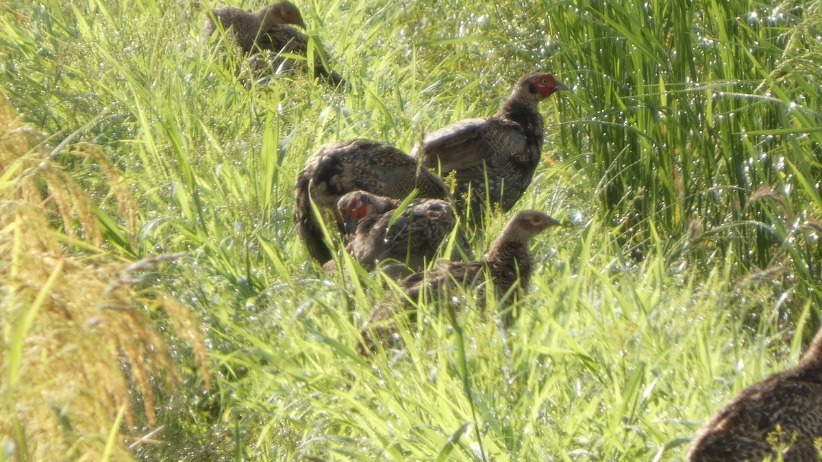 Green Pheasant - ML641278612